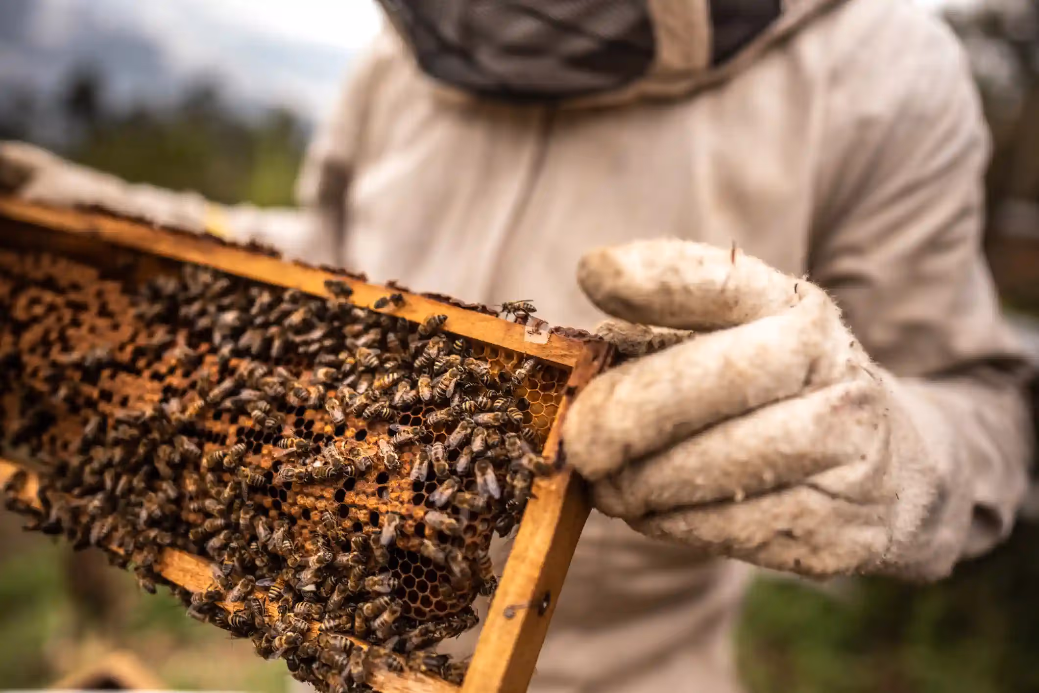 Bee Removal in Hudson, TX