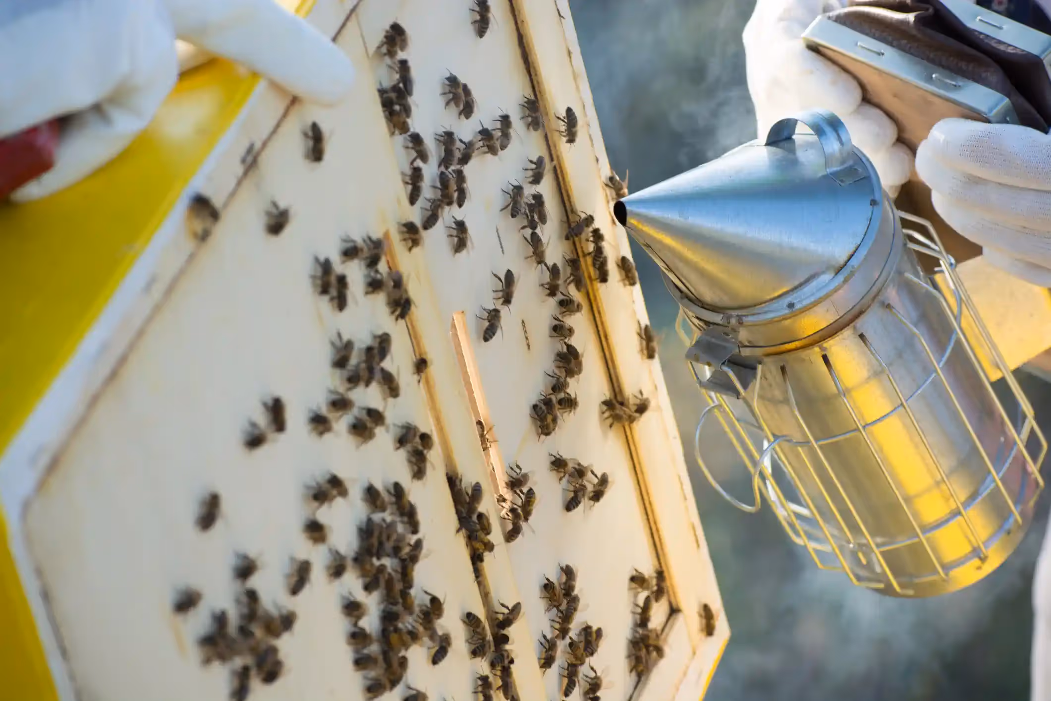 A close-up shot of a beekeeper's gloved hands using a metal bee smoker to gently puff smoke onto a wooden beehive frame that is covered in bees.