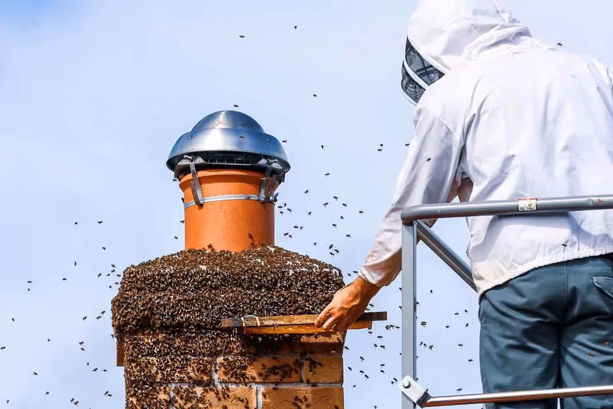 A bee keeper working with a beehive.