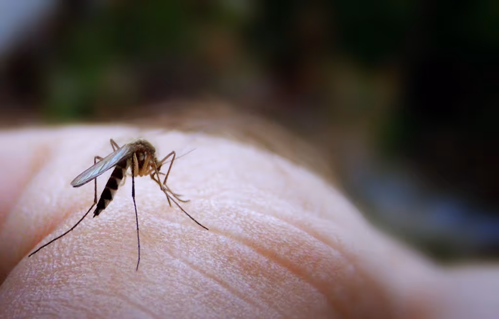 Mosquito Control Services in Alco, TX