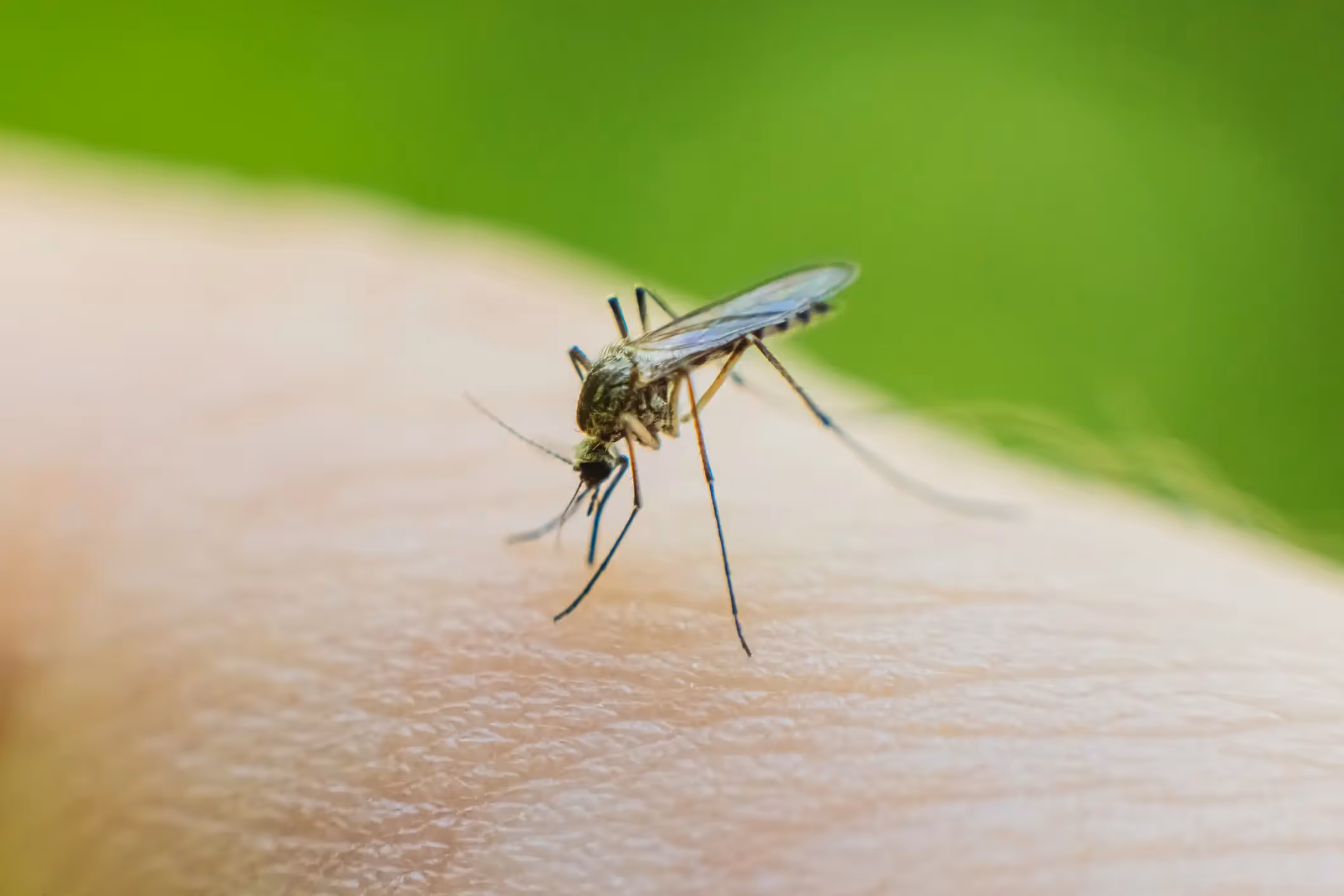 Mosquito Control Services in Huntington, TX