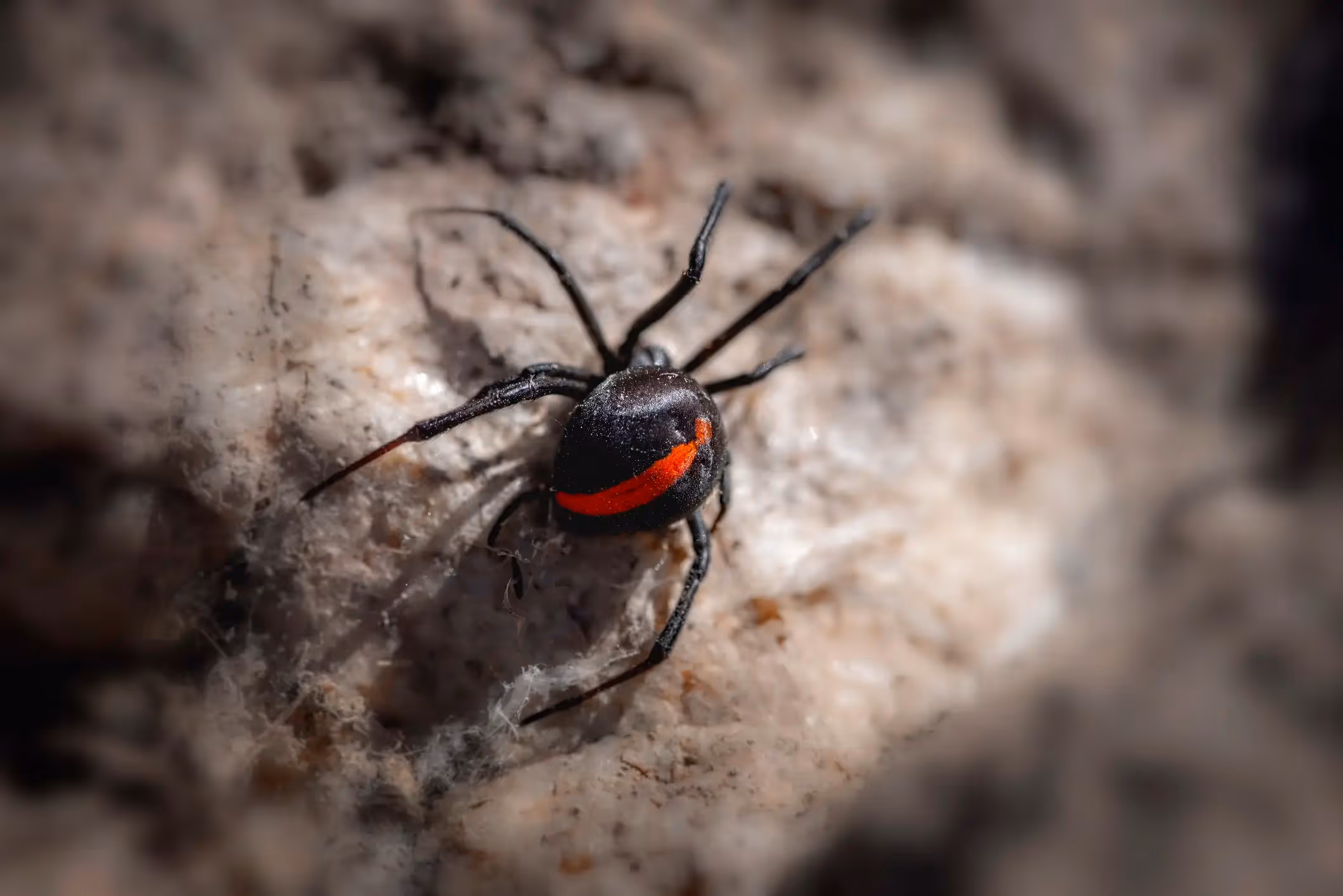 Spider Exterminator in Hudson, TX