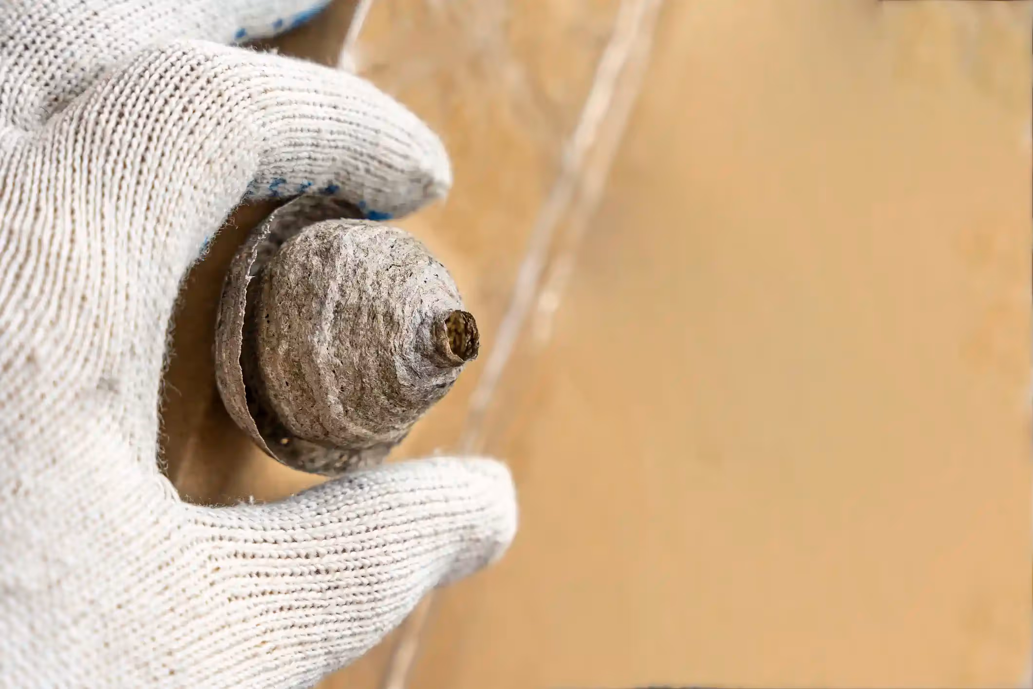 Wasp Nest Removal in Hudson, TX