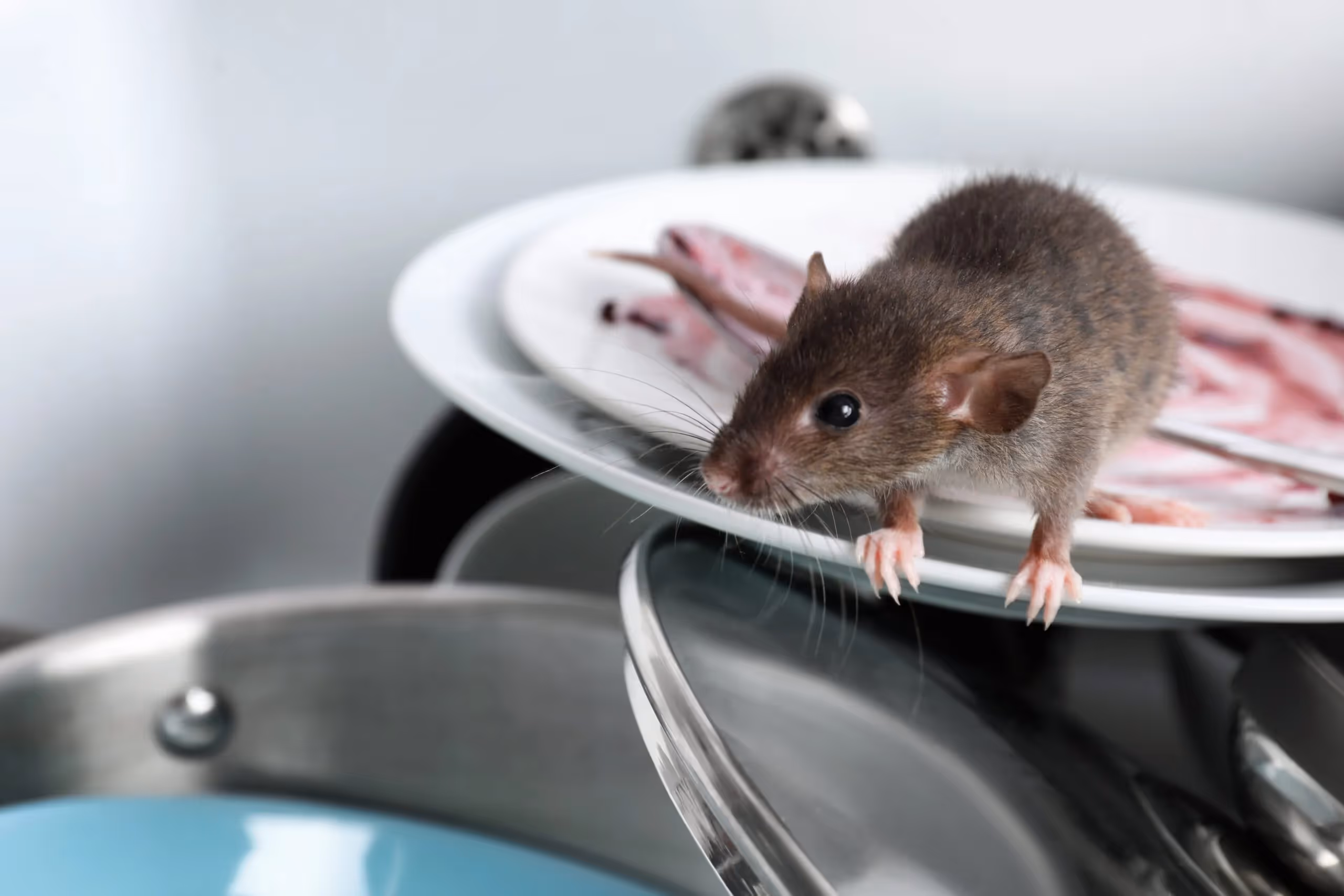 Rat Extermination in Alco, TX