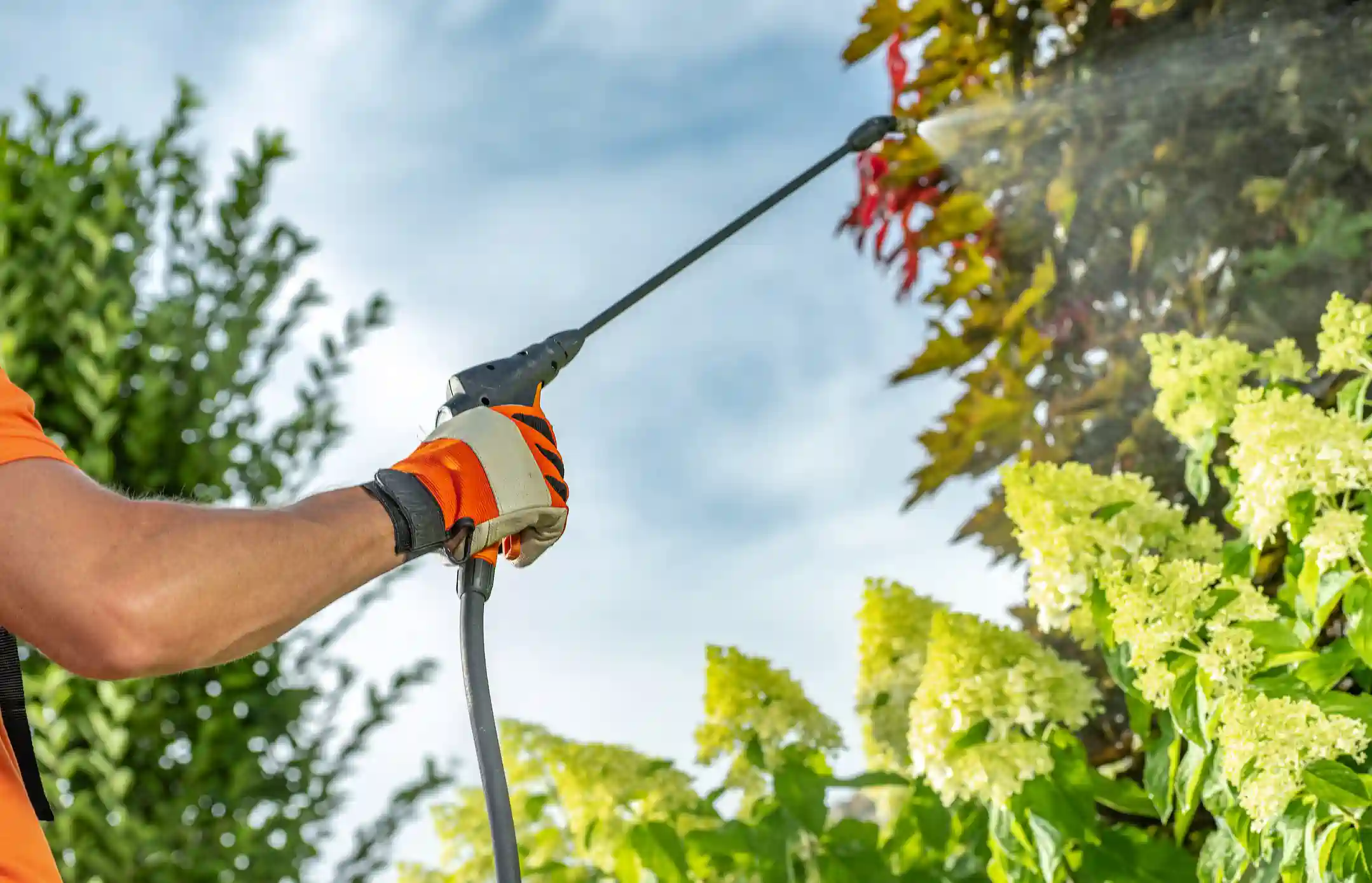 A pest control technician, wearing an orange glove, is seen from a low angle as they spray a leafy bush with a long-nozzled sprayer. The sky is bright with a few white clouds in the background, and other green plants are visible on the left and right sides of the image.