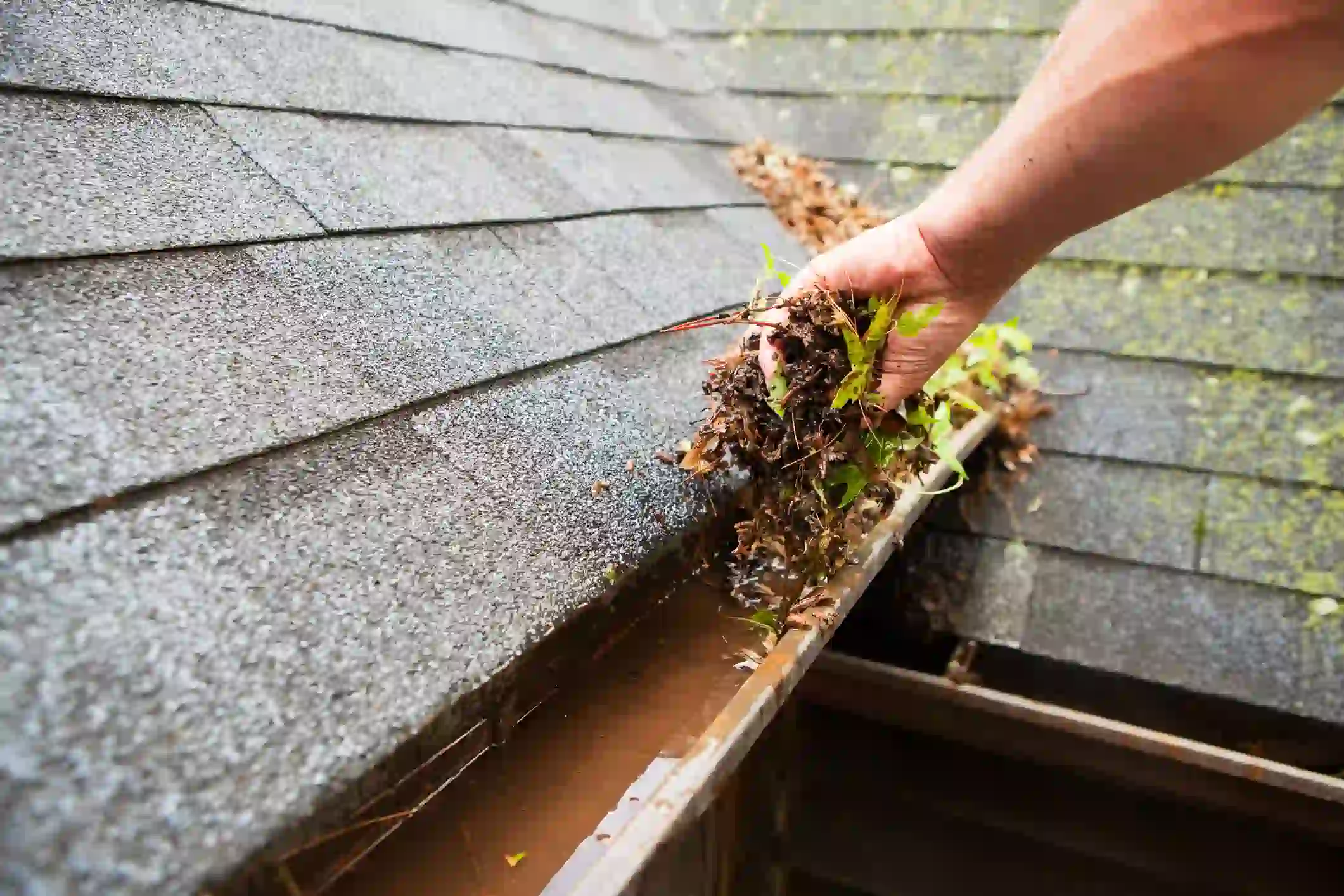 A person's hand is shown from a high angle, reaching into a full, dirty gutter to pull out a handful of wet leaves and debris. The gutter is full of murky brown water. The roof is covered with dark gray shingles. The person's arm is visible to the right.
