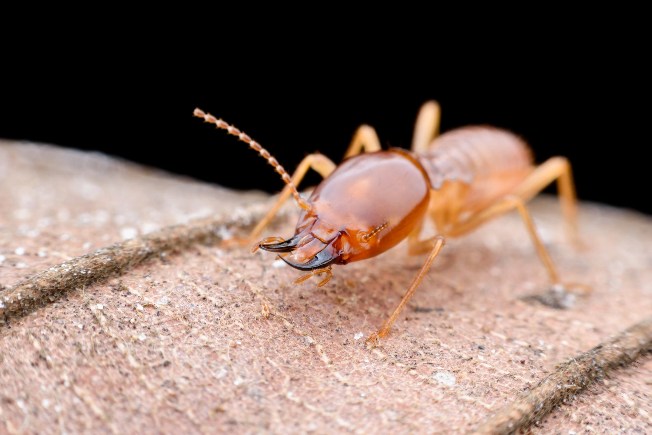 Close-up of a termite on a textured surface, displaying its reddish-brown body, segmented antennae, and prominent mandibles against a black background.