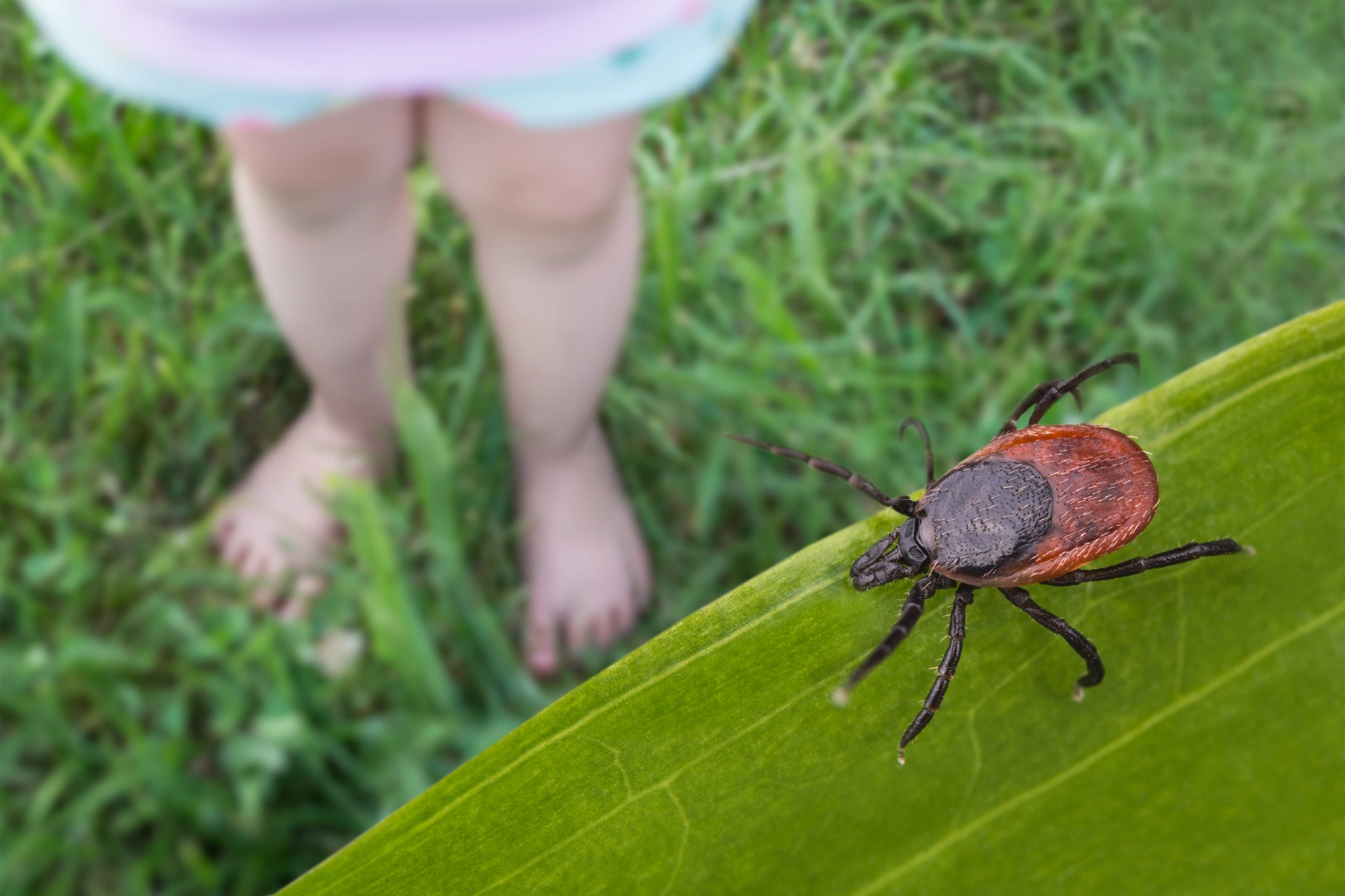 Tick Pest Control in Diboll, TX