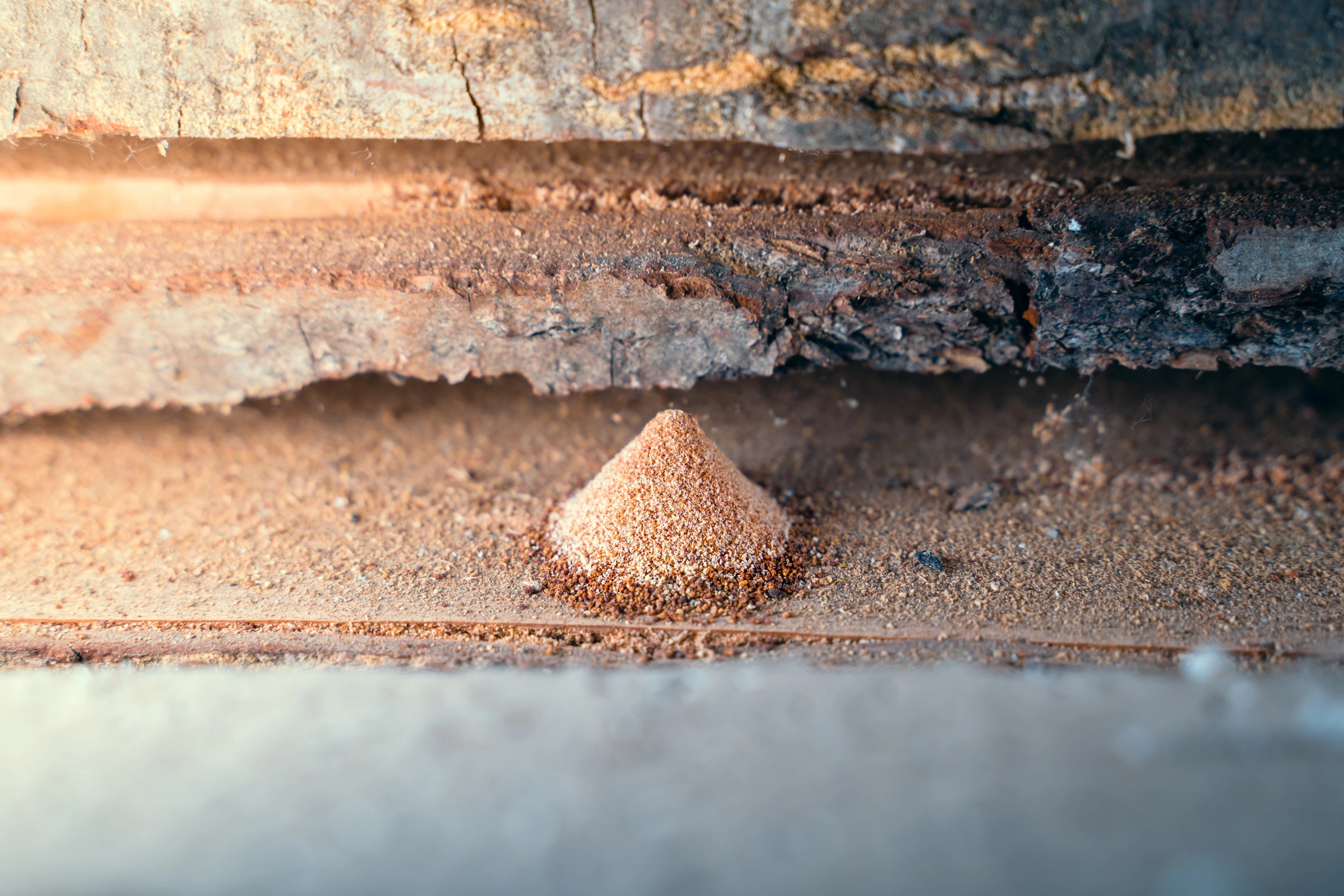 Termite Treatment in Diboll, TX