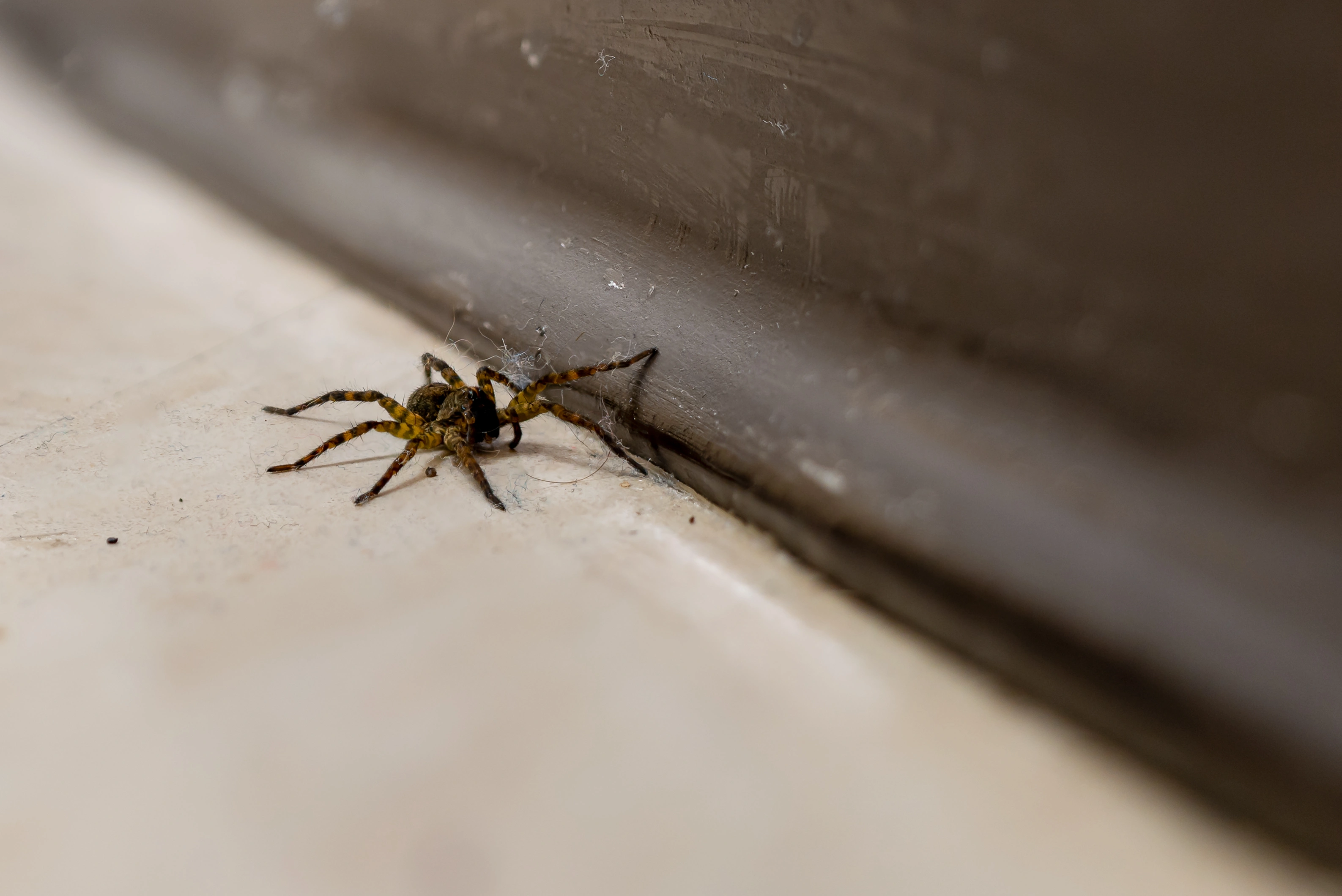 Spider Exterminator in Trinity, TX