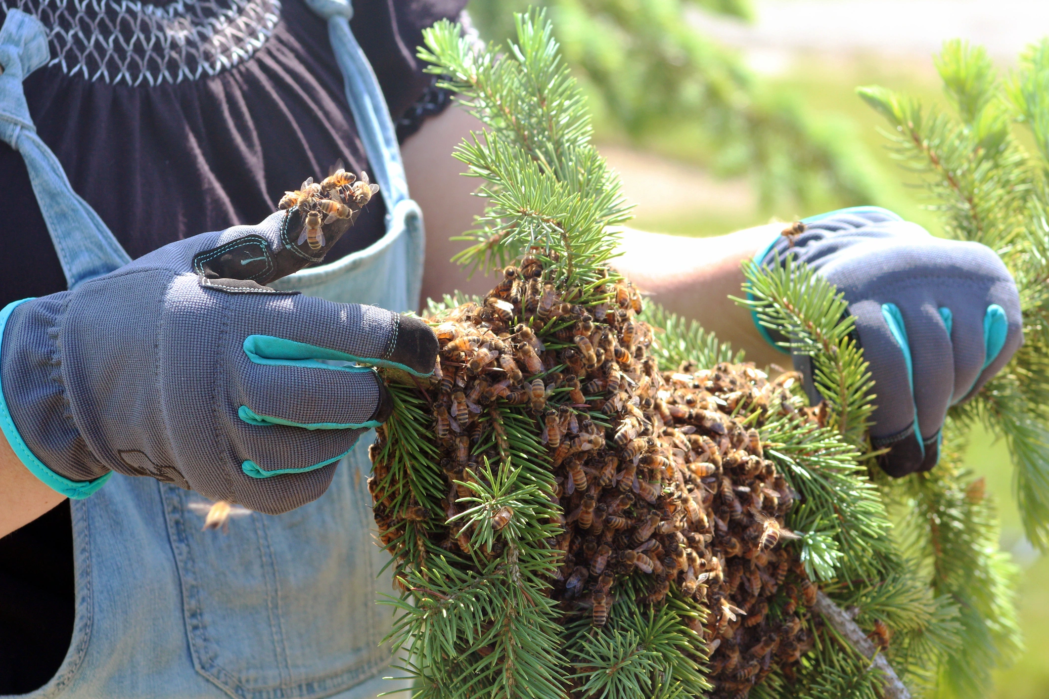 Humane Bee Removal and Relocation in Livingston, TX