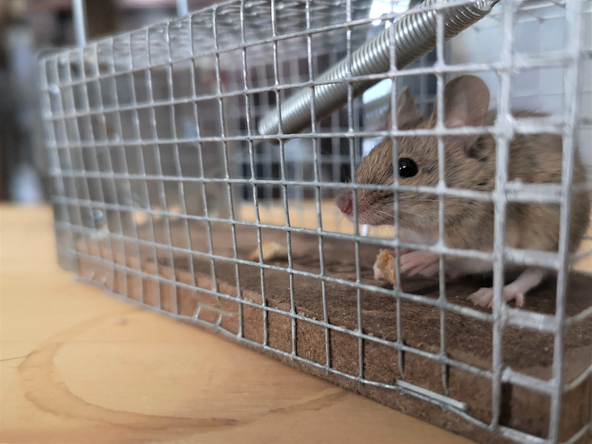 Rodent Control in Redland, TX
