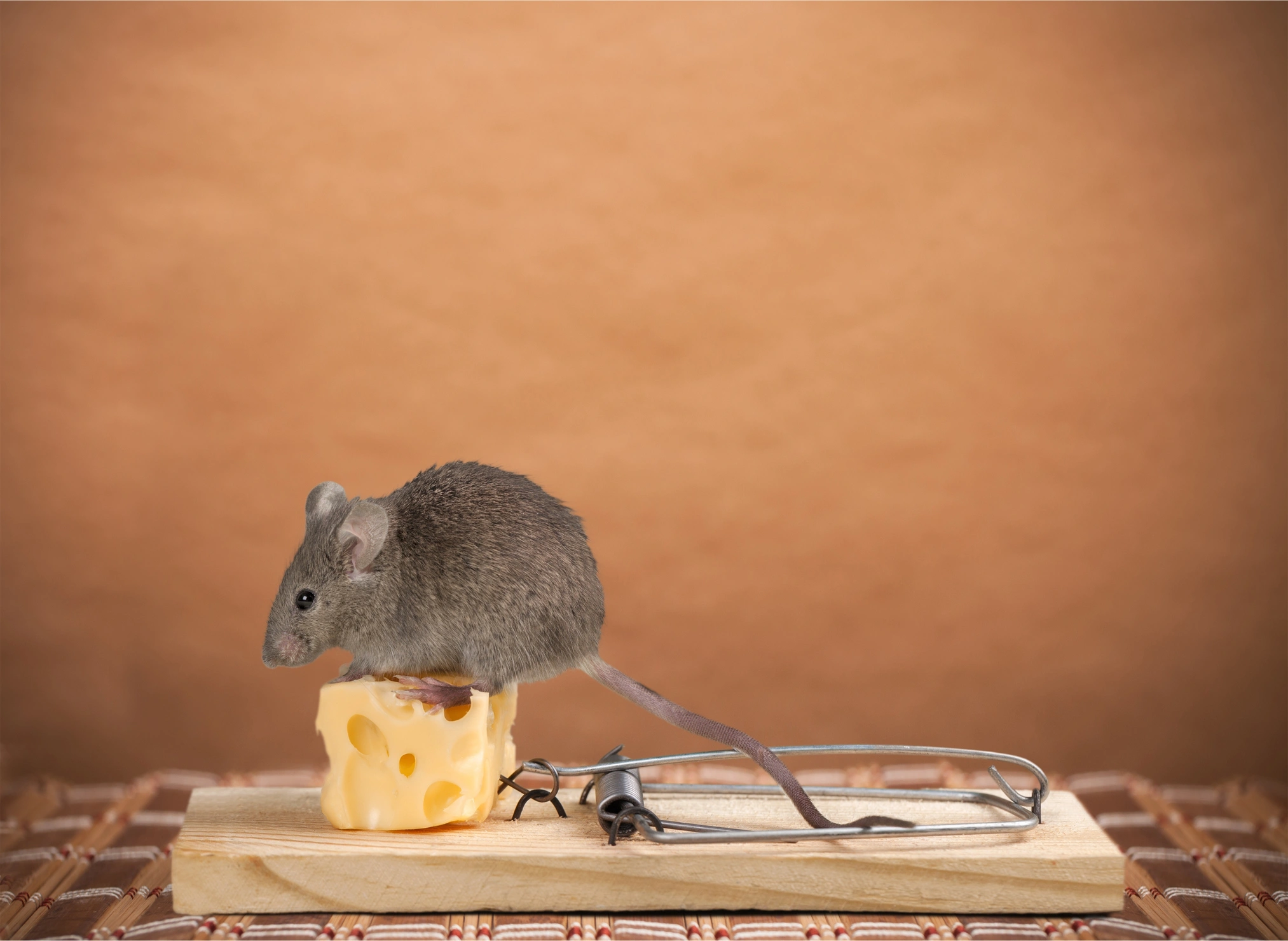 A small gray mouse sits on a piece of Swiss cheese placed on a wooden mousetrap.