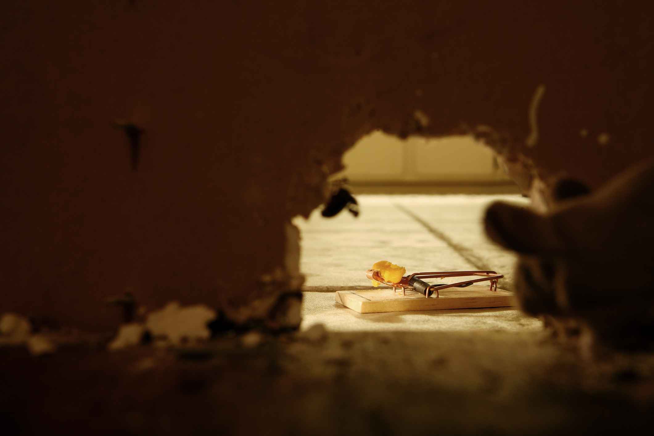 Rodent Control Solution in Livingston, TX