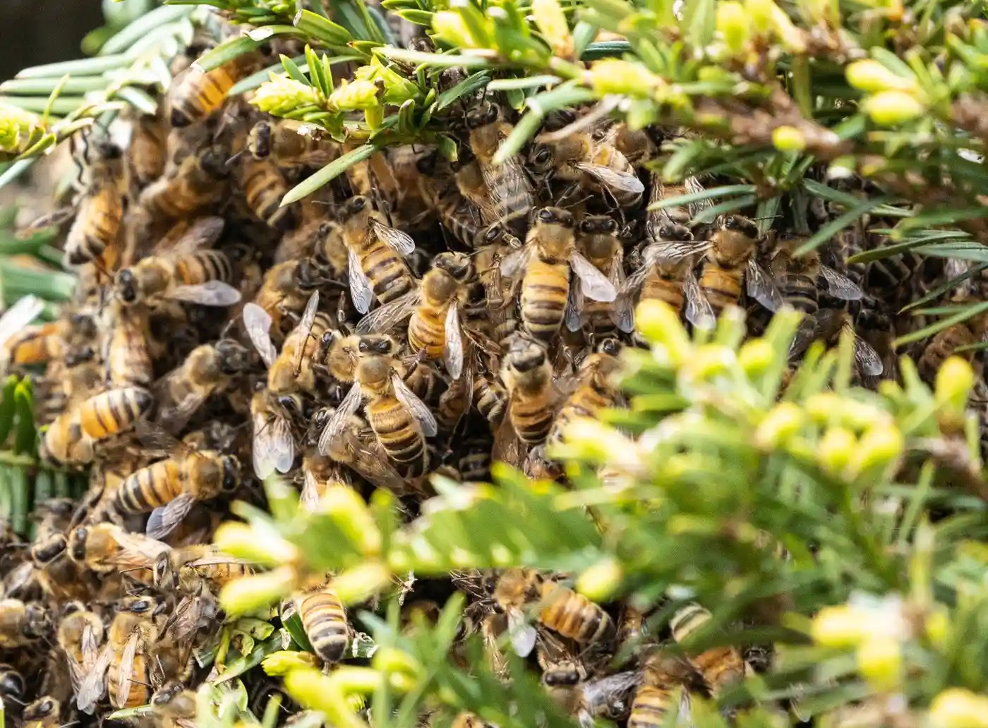A dense cluster of honeybees gathered on green foliage, with buzzing activity and visible wings