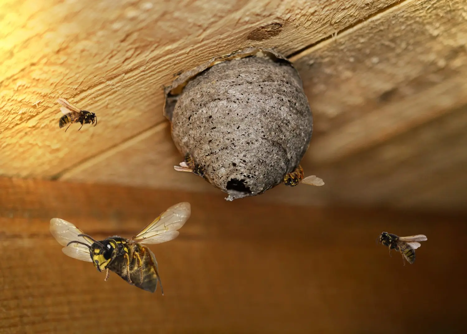 Several yellow jacket wasps flying around a small paper nest attached to a wooden ceiling.