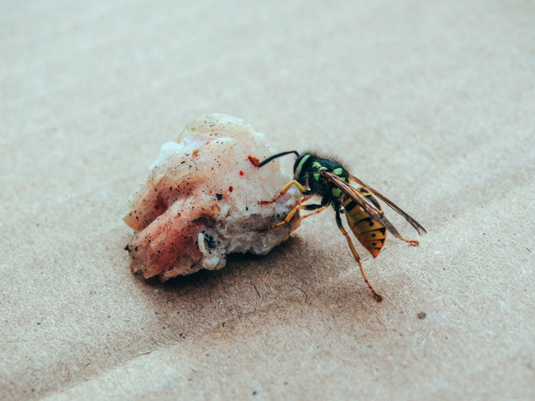 Need an Exterminator Now? 24/7 Pest Control Options in Lufkin, TX