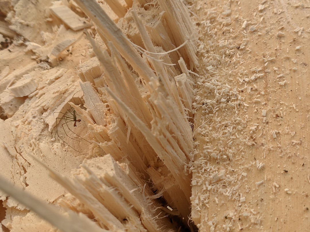 Know Your Enemy: Effective Control for Lufkin's Subterranean and Other Termite Species