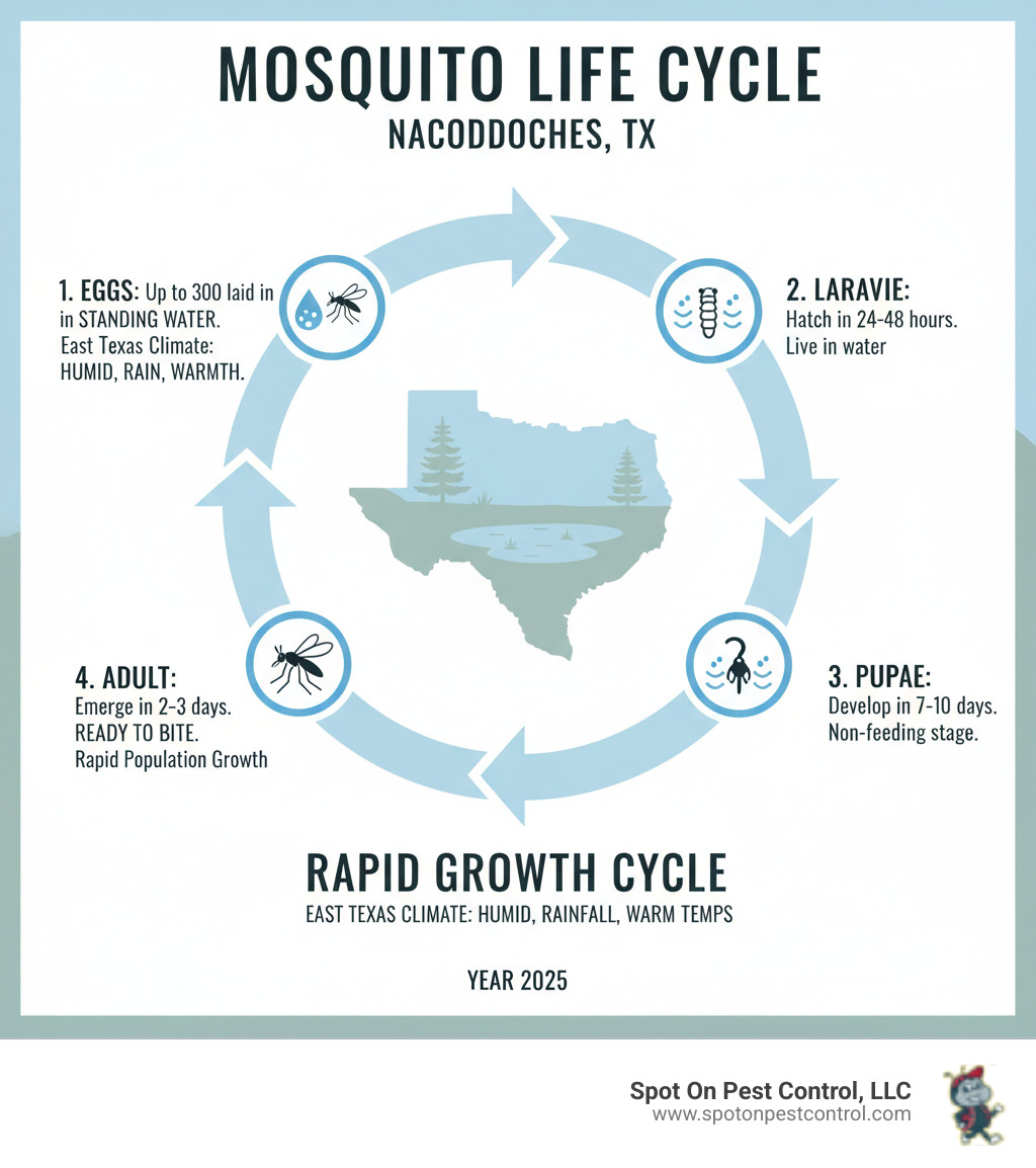 Infographic showing the mosquito life cycle in Nacogdoches TX: Female mosquito lays up to 300 eggs in standing water, eggs hatch into larvae within 24-48 hours, larvae develop into pupae in 7-10 days, adult mosquitoes emerge ready to bite within 2-3 days, creating rapid population growth in East Texas humid climate with frequent rainfall and warm temperatures - mosquito control nacogdoches tx infographic  Infographic showing the mosquito life cycle in Nacogdoches TX: Female mosquito lays up to 300 eggs in standing water, eggs hatch into larvae within 24-48 hours, larvae develop into pupae in 7-10 days, adult mosquitoes emerge ready to bite within 2-3 days, creating rapid population growth in East Texas humid climate with frequent rainfall and warm temperatures - mosquito control nacogdoches tx infographic