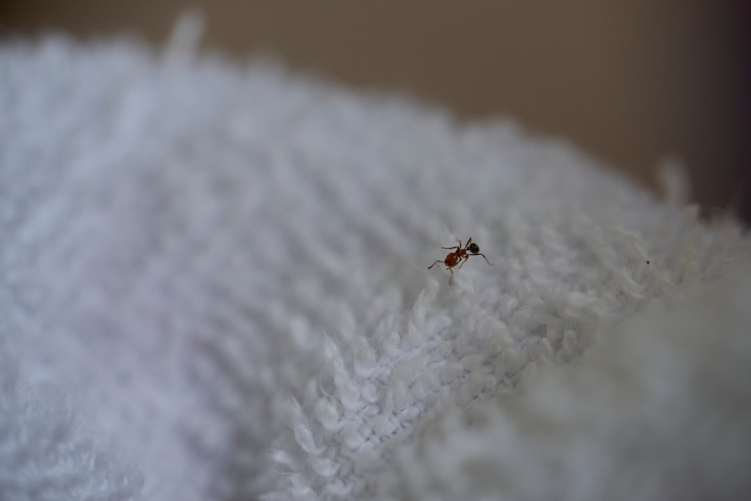 A Massive List of Bed Bug Removal Nacogdoches TX