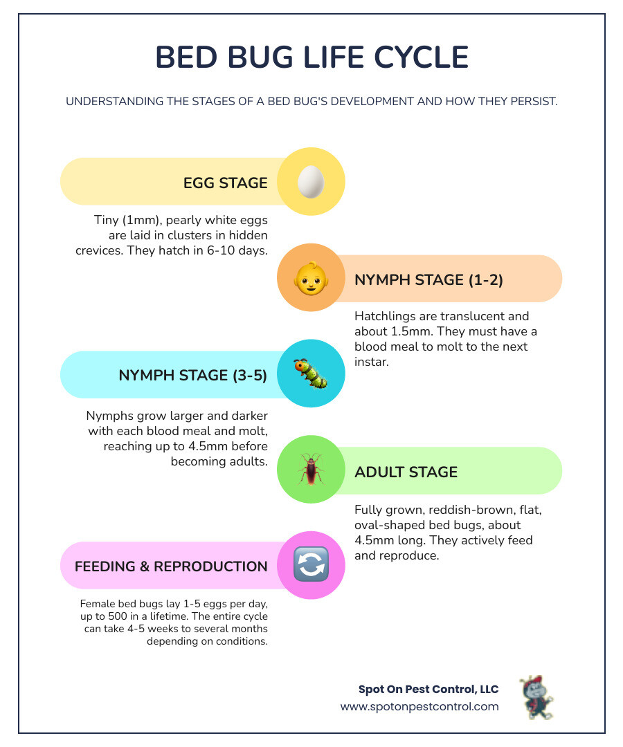 Infographic showing the bed bug life cycle from eggs to nymphs to adults, highlighting feeding stages, reproduction rates, and survival times without blood meals, with notes on how each stage can be eliminated through professional treatment methods - bed bug removal nacogdoches tx infographic infographic-line-5-steps-colors Infographic showing the bed bug life cycle from eggs to nymphs to adults, highlighting feeding stages, reproduction rates, and survival times without blood meals, with notes on how each stage can be eliminated through professional treatment methods - bed bug removal nacogdoches tx infographic infographic-line-5-steps-colors