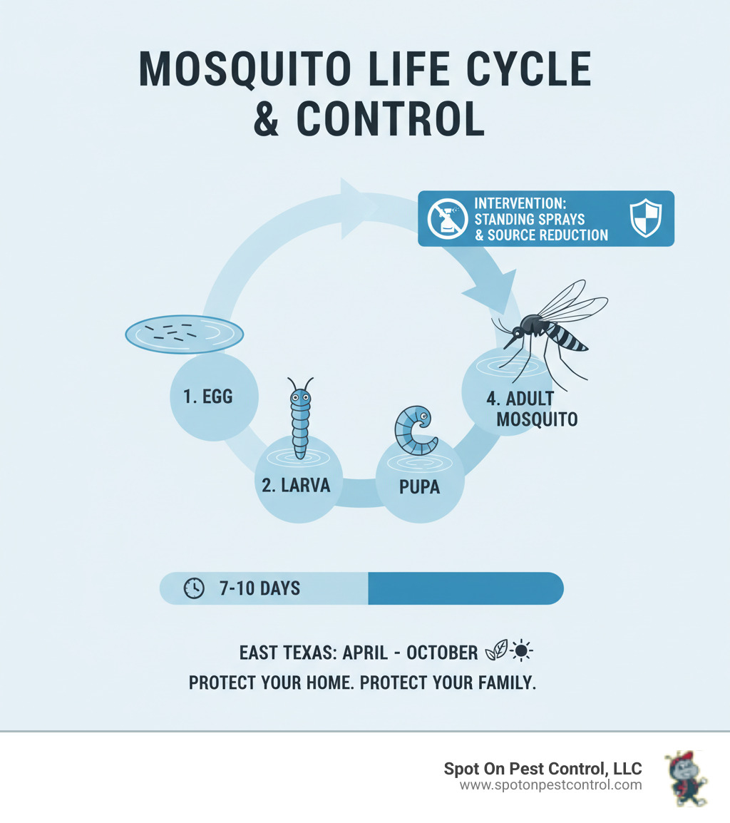 infographic showing the complete mosquito life cycle from egg laying in standing water through larval stages to pupae and finally emerging as adult mosquitoes, with timeline indicators showing 7-10 days from egg to adult and highlighting key intervention points for effective control - seasonal mosquito control hudson tx infographic 
