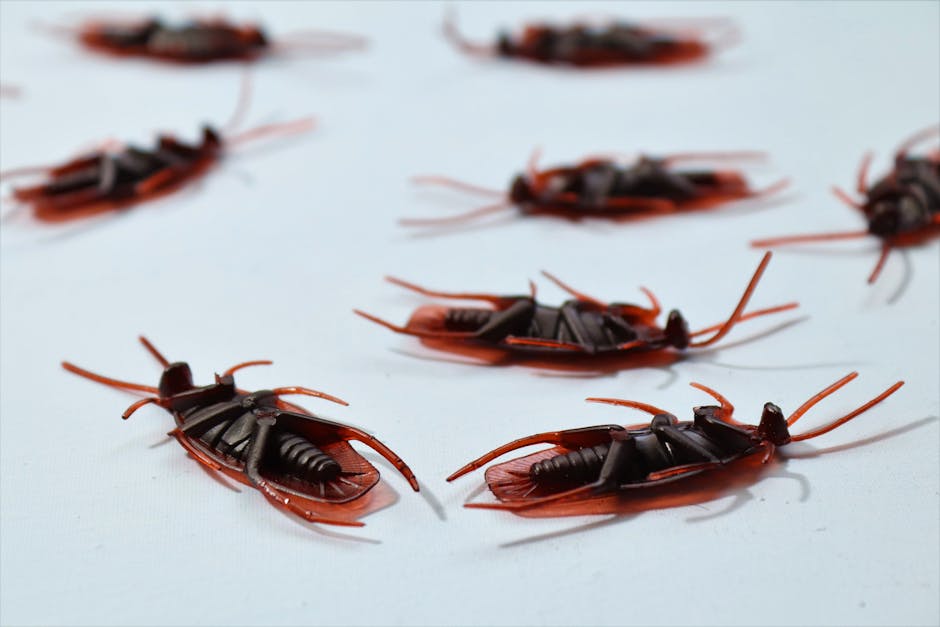 Buyer's Guide: Best Cockroach Exterminators Trinity TX
