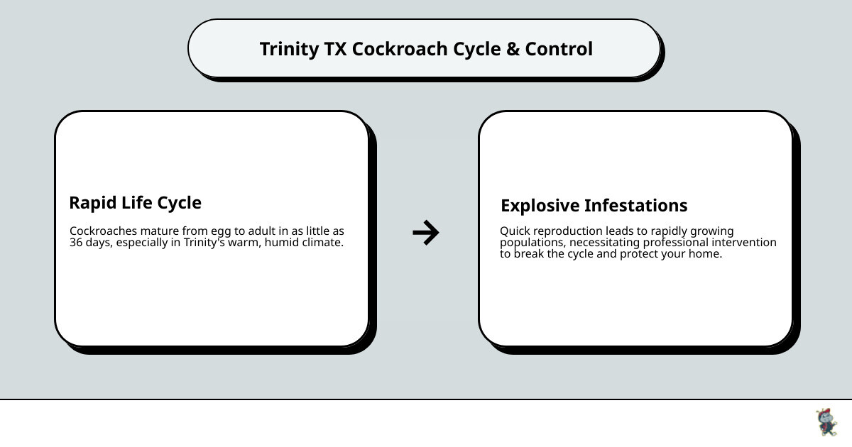 Infographic showing the cockroach life cycle in Trinity TX homes, from egg to adult in as little as 36 days, illustrating why populations explode rapidly in warm climates and why professional intervention is critical for breaking the reproduction cycle - cockroach exterminator trinity tx infographic cause_effect_text