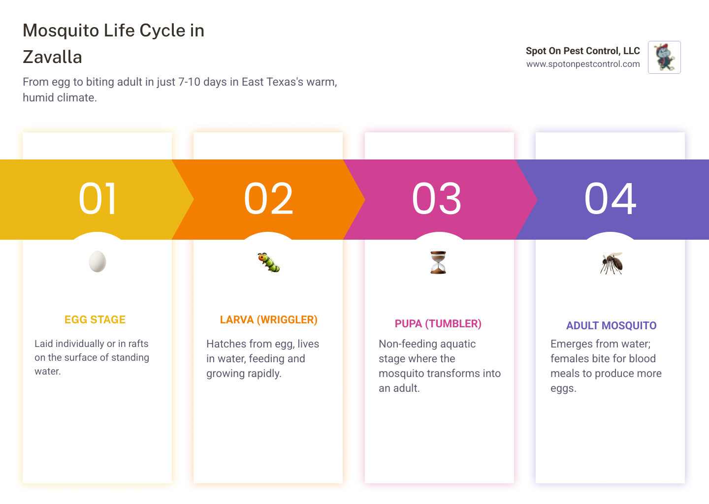 Infographic showing mosquito life cycle stages from egg to larvae to pupa to adult, highlighting that breeding occurs in standing water and development takes 7-10 days in East Texas climate - monthly mosquito service zavalla tx infographic pillar-4-steps