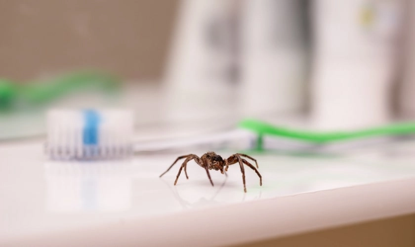 Pest Control Expert in Shady Grove, TX