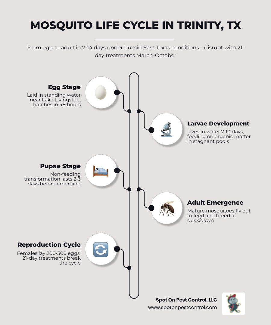 Infographic showing the mosquito life cycle in Trinity, TX from egg stage in standing water to larvae development over 7-10 days, pupae transformation over 2-3 days, and adult mosquitoes emerging to feed and breed, with treatment intervals marked at 21-day cycles to disrupt reproduction during the March through October season - mosquito control services in trinity, tx infographic infographic-line-5-steps-elegant_beige