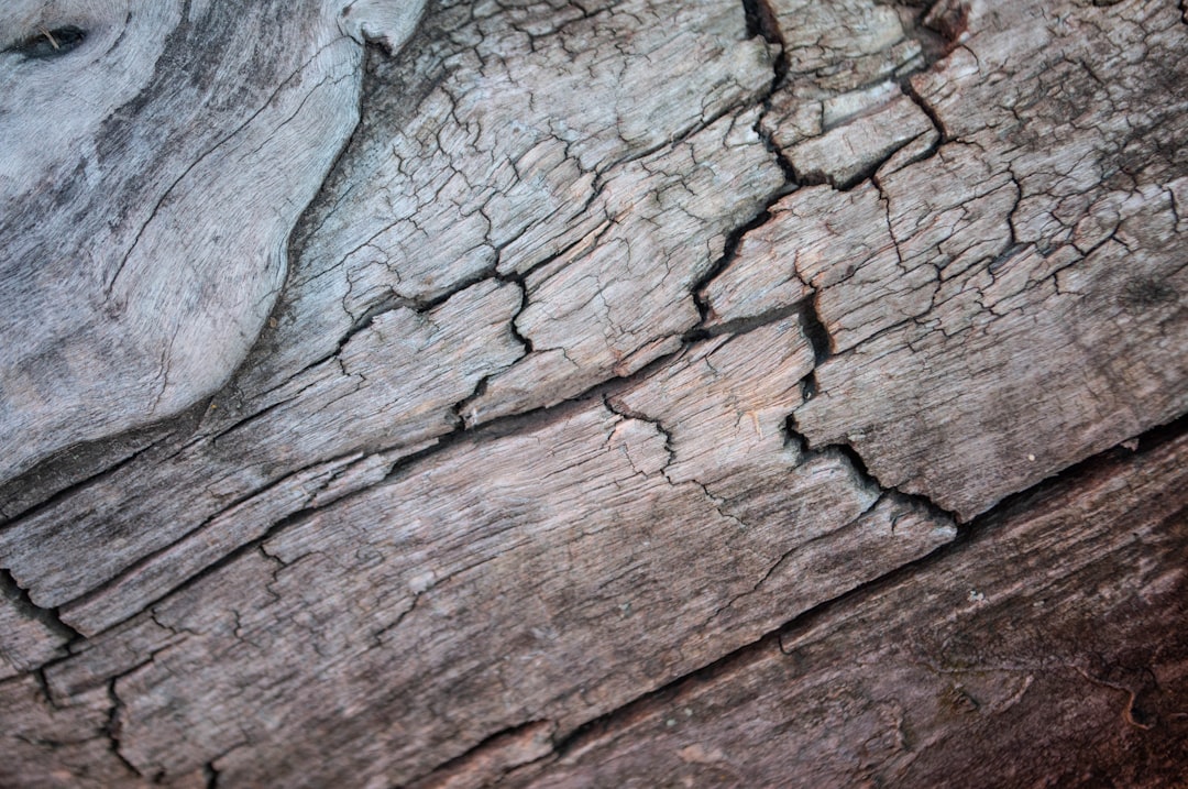 Step-by-Step Guide to Top Rated Termite Treatment in Trinity, TX