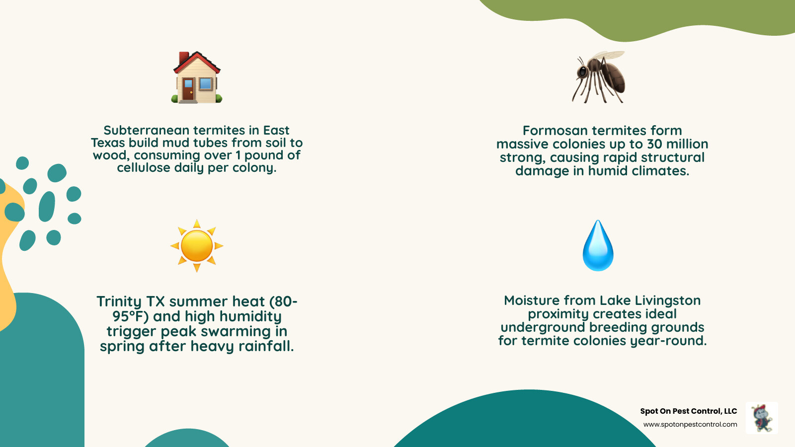 infographic showing termite warning signs in Trinity TX homes including mud tubes on foundations, discarded wings near windows, hollow wood damage, seasonal swarming patterns in spring and summer, and the difference between subterranean and Formosan termite colony behavior in humid East Texas soil - emergency termite treatment in trinity, tx infographic 4_facts_emoji_nature