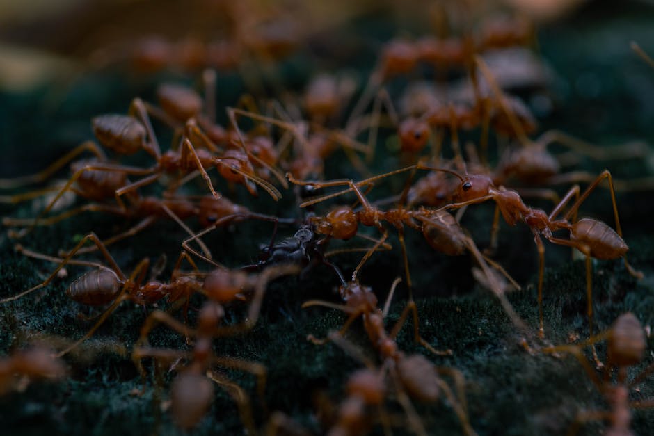 When Ants Attack: Your Guide to Emergency Exterminators in Moscow TX