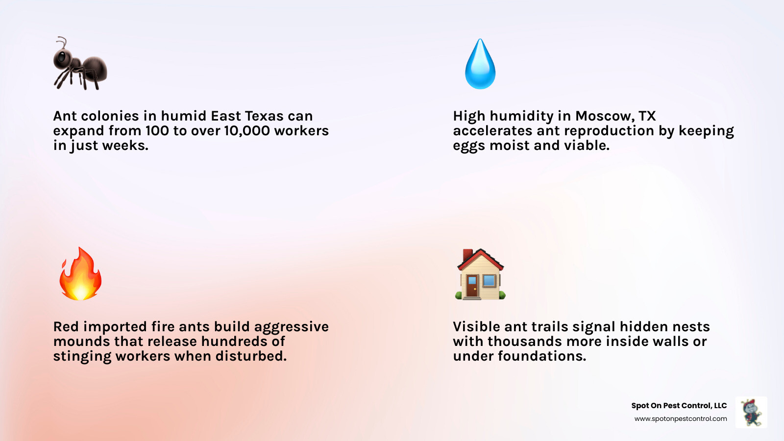 Infographic showing how fast ant colonies grow in humid East Texas climates and key emergency response steps - emergency ant
