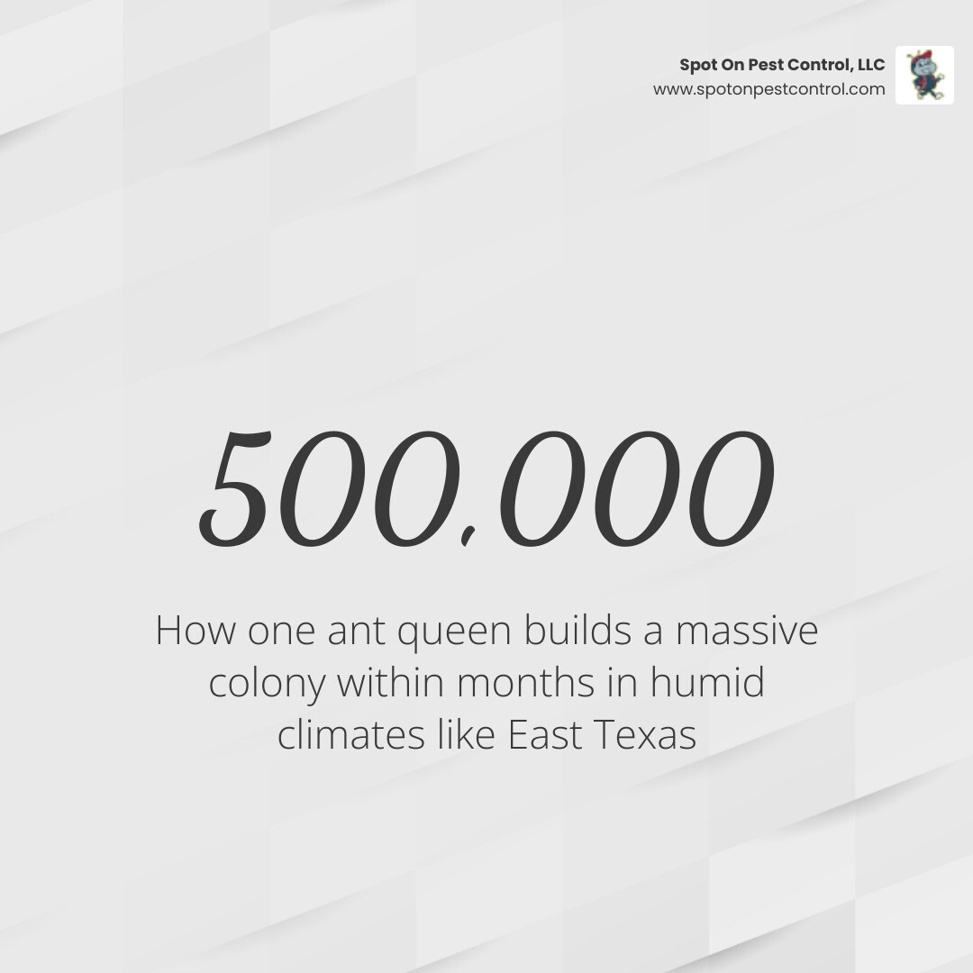 Infographic showing how one ant queen builds a colony of 500,000 members within months - emergency ant exterminator in Infographic showing how one ant queen builds a colony of 500,000 members within months - emergency ant exterminator in