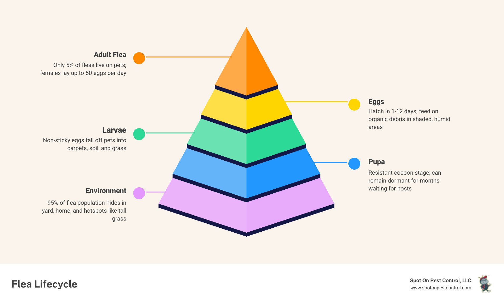 Flea and tick lifecycle from egg to adult showing all life stages and environmental hotspots - tick and flea control for