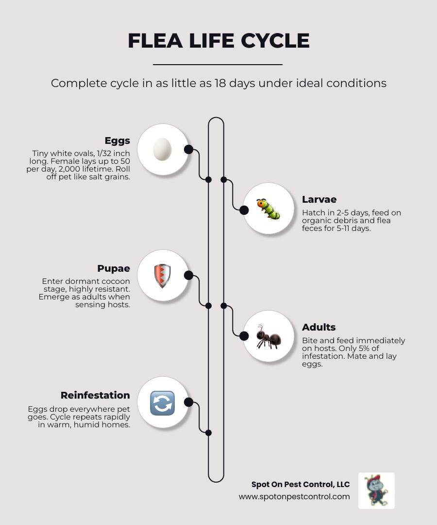 flea life cycle four stages egg larva pupa adult infographic - flea control strategies for homes with pets infographic