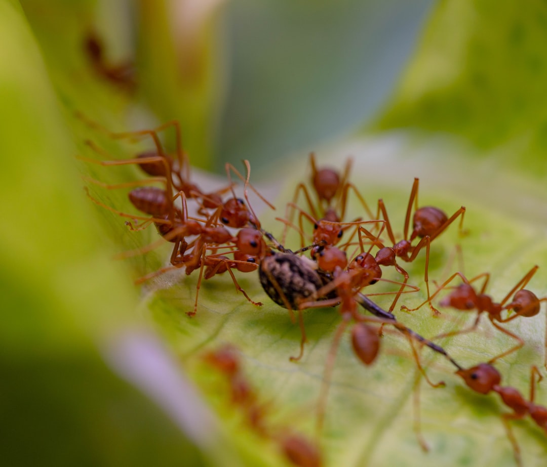 Signs of an Ant Infestation and How to Spot Them Early