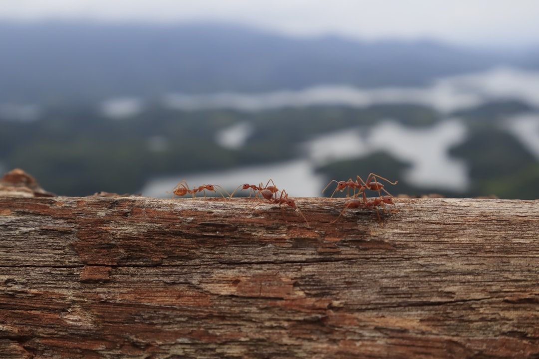 The Cost of Waiting When Ant Infestations Get Worse