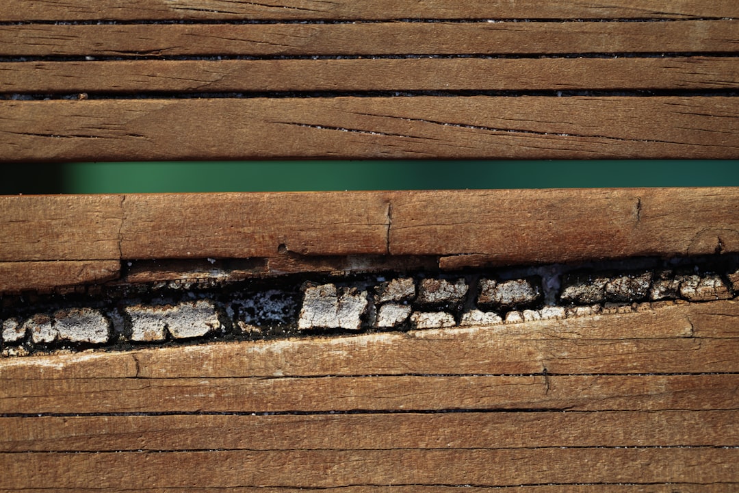 Stop the Munching by Checking Your Home for Termites