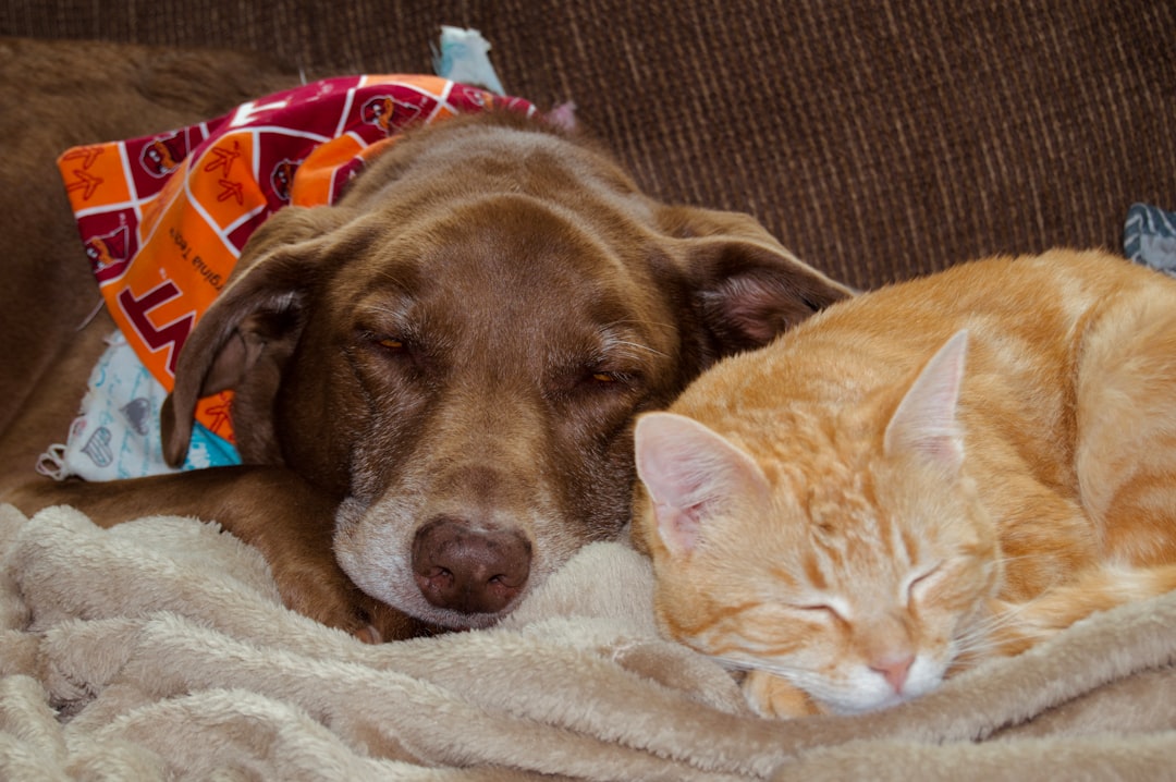 How to Prepare Your Home for Pet Safe Treatment Without the Stress