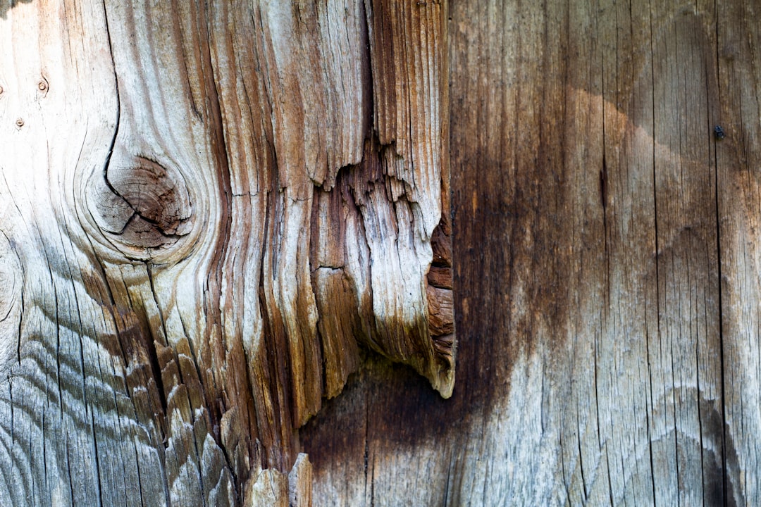 What's Eating Your Walls? The Internal Destruction of Termites