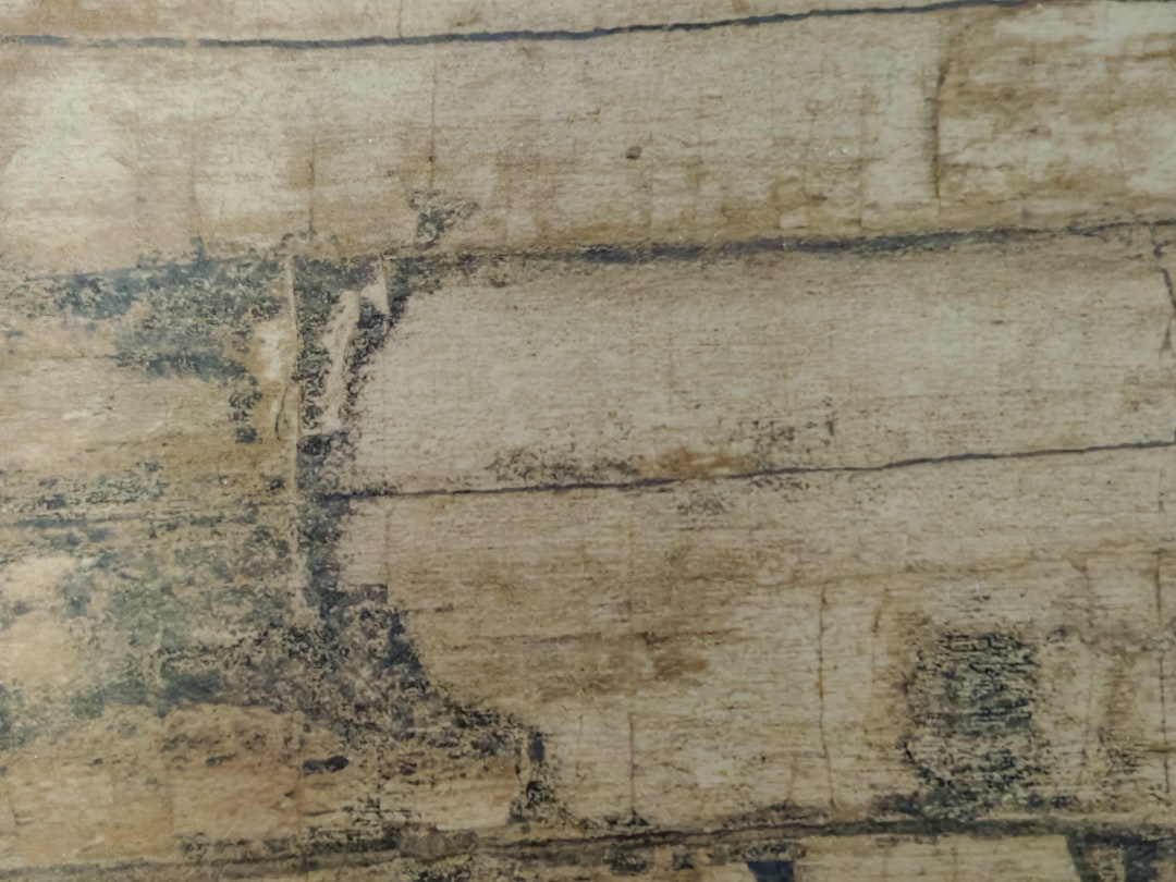 Hidden Hunger and Why You Won't See Termite Damage Early