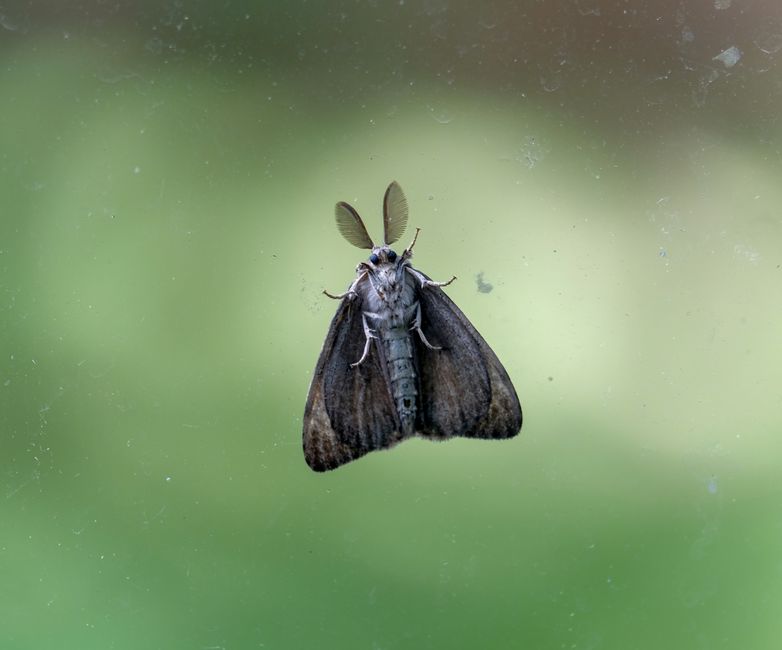 How to Get Rid of Drain Flies the Right Way