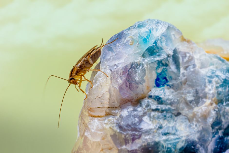 How to Use Professional Cockroach Control Methods Explained