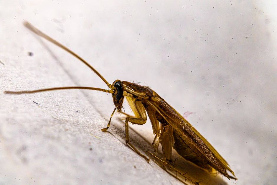 9 Signs You Have a Cockroach Problem in Your Home