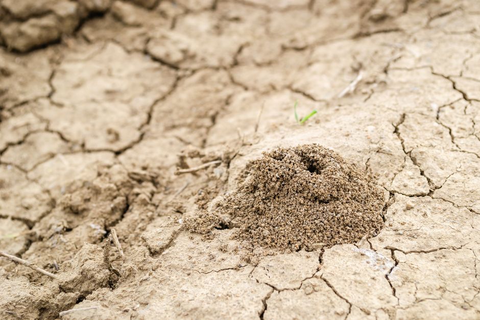 A Practical Guide to Termite Inspection Consequences