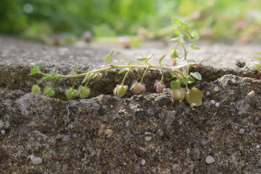 How to Identify and Seal Pest Entry Points