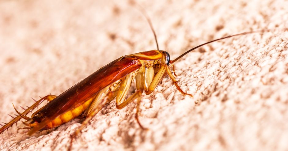 Everything You Need to Know About How Heat and Humidity Increase Pest Activity in Texas